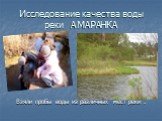 Исследование качества воды реки АМАРАНКА. Взяли пробы воды из различных мест реки .