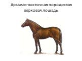 Аргамак-восточная породистая верховая лошадь