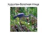 Курухтан-болотная птица