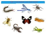 Какие из этих насекомых могут только ползать?