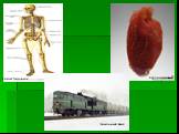Скелет человека Сердце человека Дизельный поезд