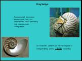 Наутилус. Головоногий моллюск известный тем, что закачивает газ в раковину для достижения плавучести. Отношение диаметра витка спирали к следующему равно 1,618 к одному