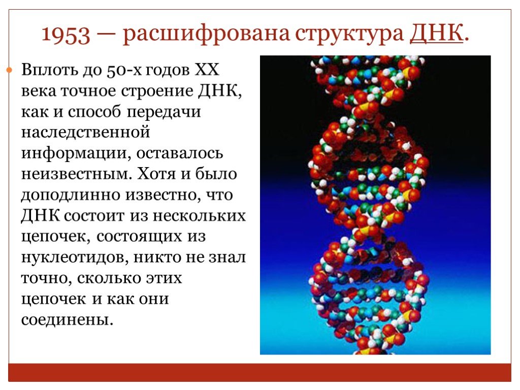 Стр расшифровать. Расшифровка структуры молекулы ДНК. Расшифровано строение молекулы ДНК. Расшифровка строения молекулы ДНК. В каком году была расшифрована структура ДНК?.