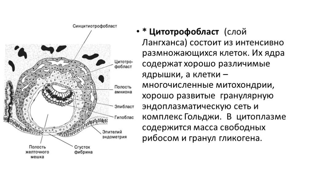 Полость клетки