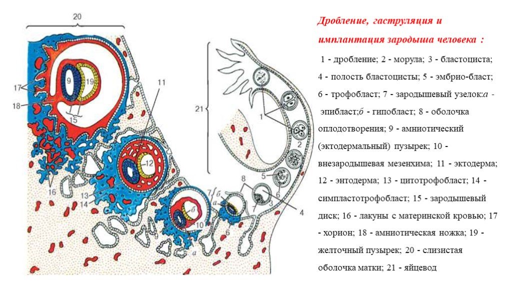 Схема оплодотворения дробления и имплантации у человека