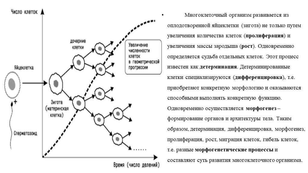 Пролиферация клеток это