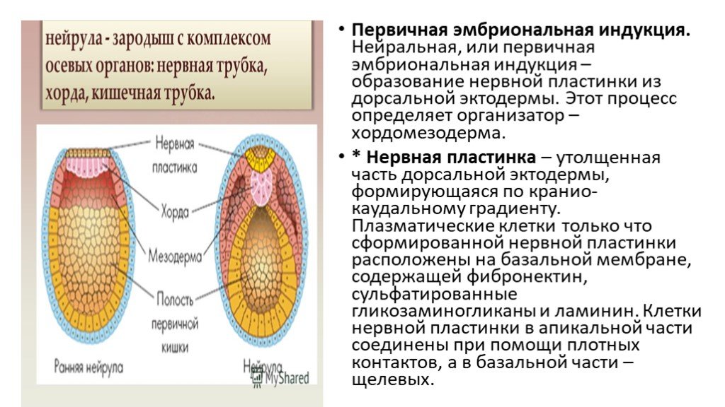 Индукция зародыша. Эмбриональная индукция. Хордомезодерма. Первичная индукция. Нейрула строение.