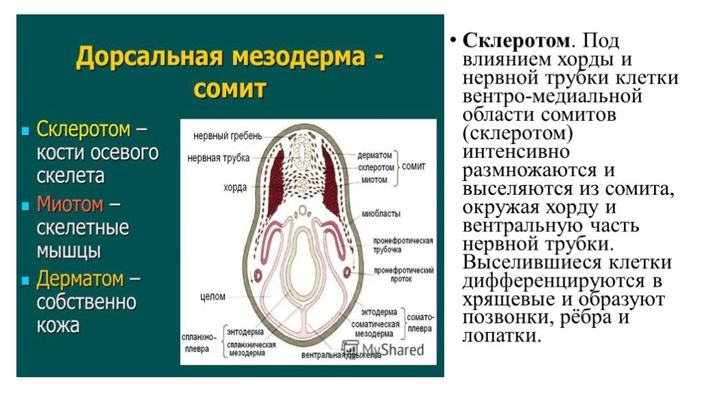 Эмбриогенез человека гистология презентация