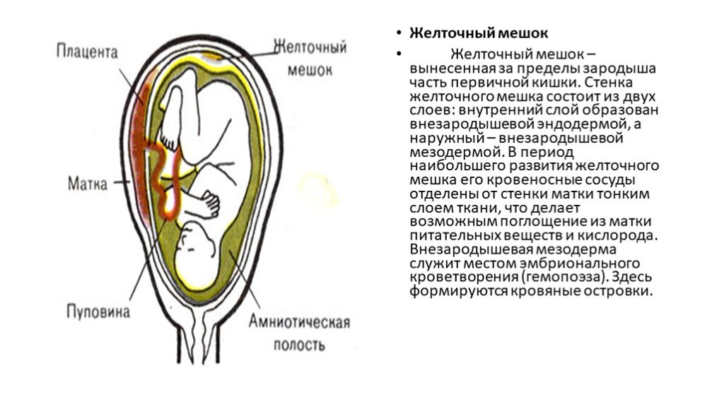 Желточный мешок. Из чего состоит желточный мешок. Структура желточного мешка. Желточный мешок строение.