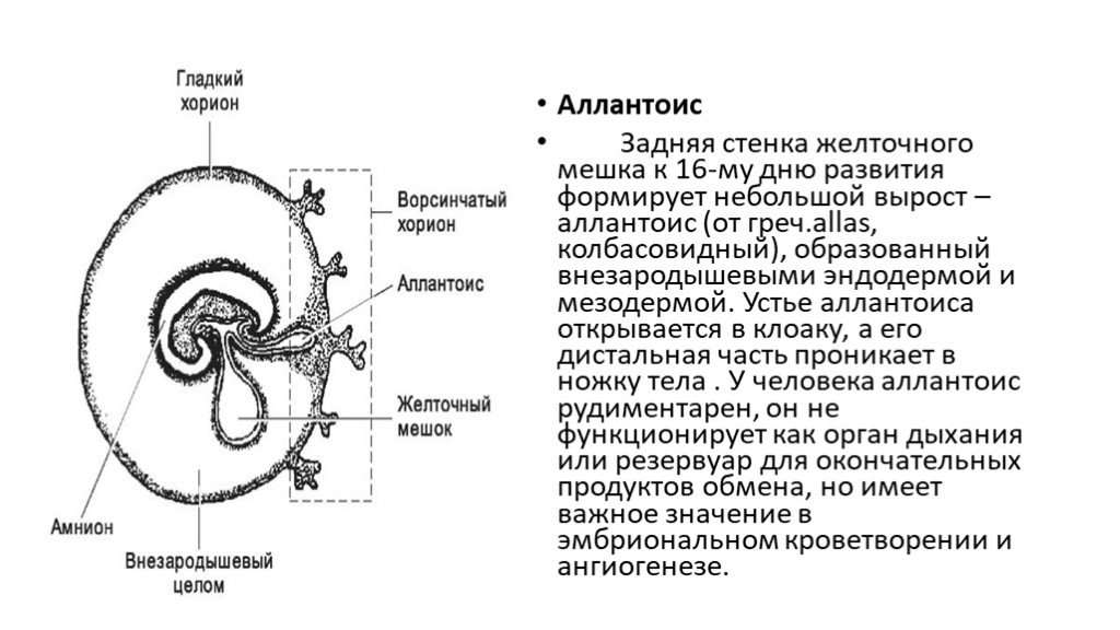 Каким номером на рисунке обозначена часть эмбриона млекопитающего которая участвует в газообмене