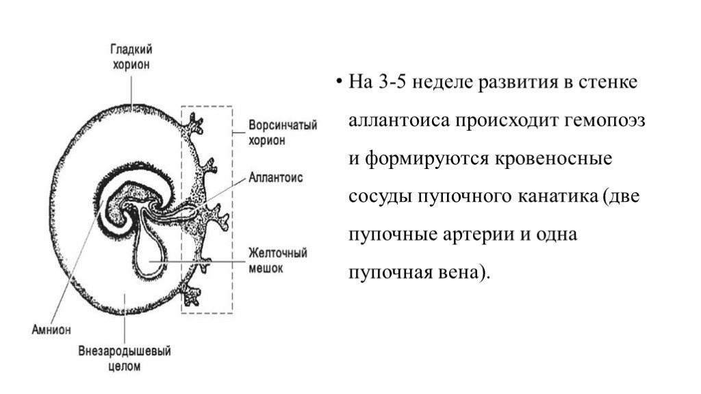 Стенка хориона