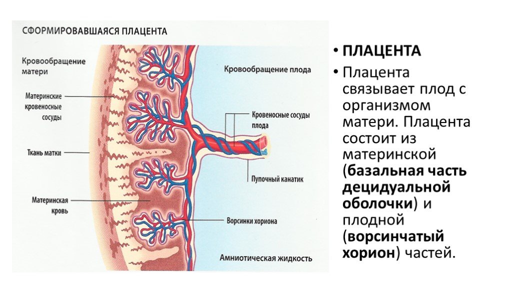 Презентация мать плацента плод