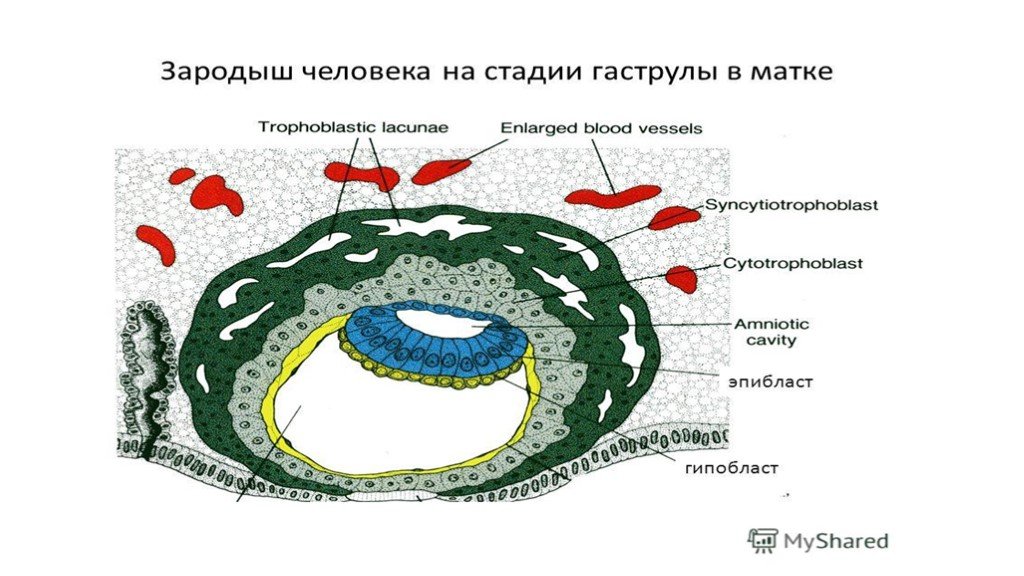 Схема зародыша человека