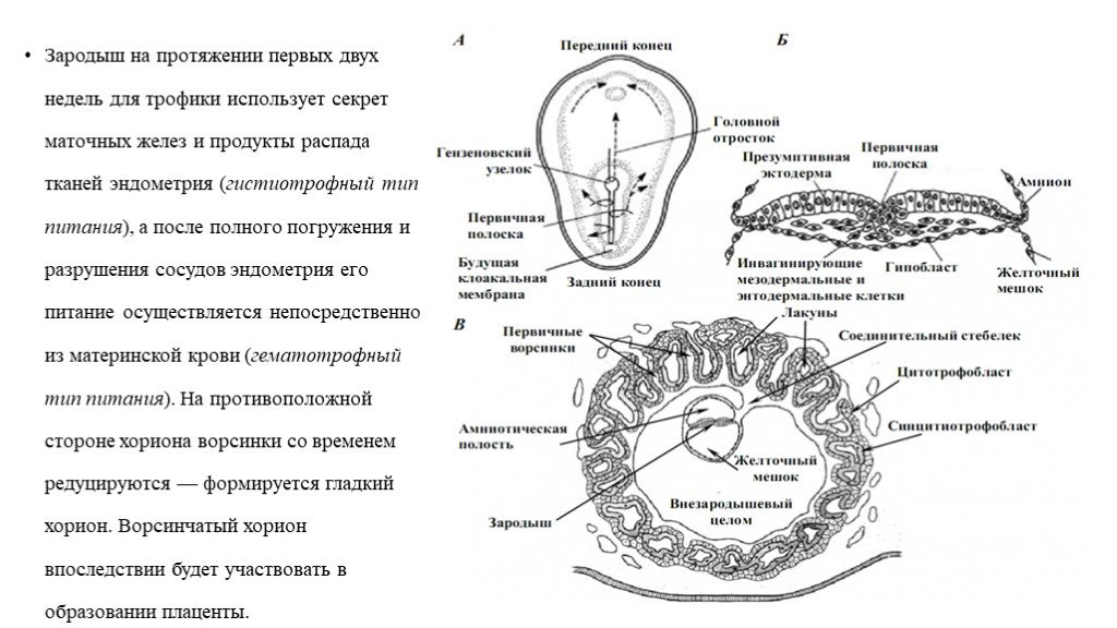 Эмбриогенез человека гистология презентация