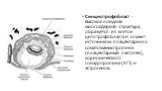 Синциотрофобласт - высокоплоидная многоядерная структура, образуется из клеток цитотрофобласта и служит источником плацентарного соматомаммотропина (плацентарный лактоген), хорионического гонадотропина (ХГТ) и эстрогенов.