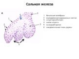 Сальная железа. базальная мембрана малодифференцированные клетки секреторный отдел капли секрета выводной проток соединительная ткань дермы