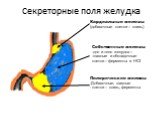 Секреторные поля желудка. Кардиальные железы (добавочные клетки – слизь). Собственные железы дно и тело желудка – главные и обкладочные клетки – ферменты и НСl. Пилорические железы Добавочные, главные клетки – слизь, ферменты