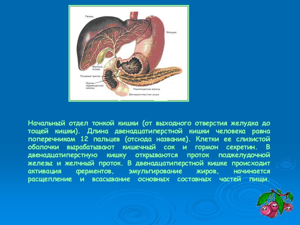Пищеварительные железы тонкой кишки. Пищеварительные железы презентация.