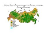 Леса и болота России определяют баланс углерода Северной Евразии
