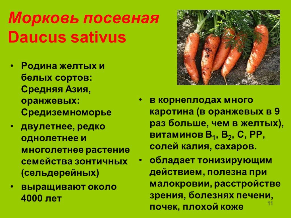 Класс растения морковь. Морковь однолетнее или двулетнее растение. Морковь посевная. Морковь для презентации. Морковь двулетнее растение.