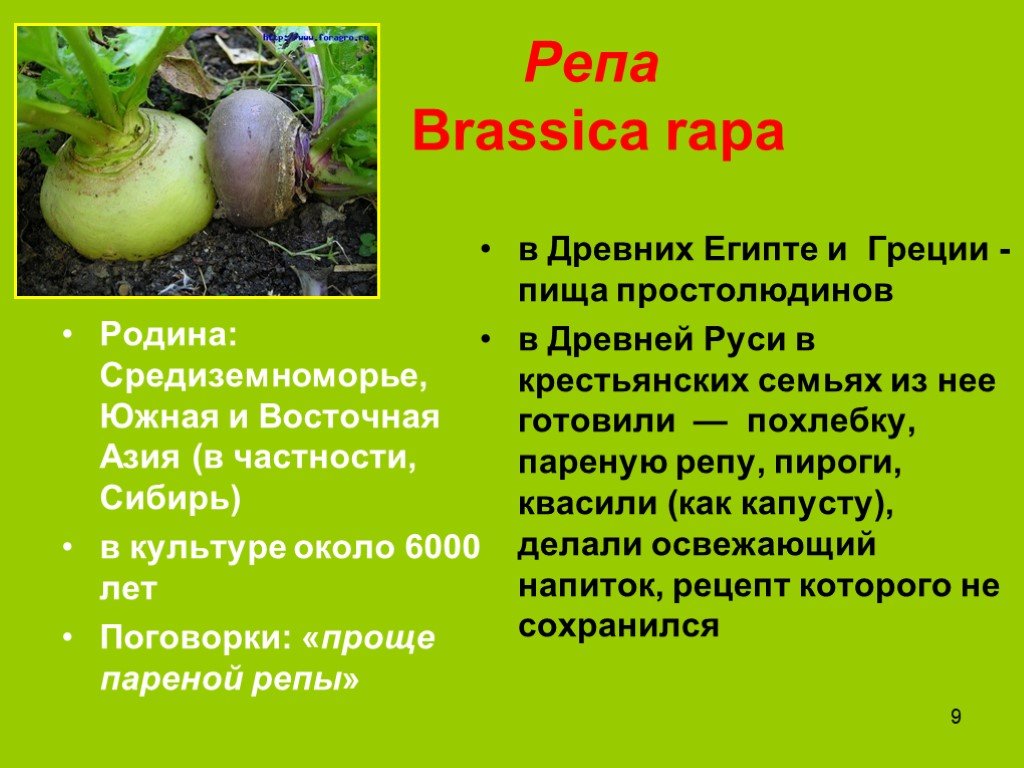 Репа 3.3 5. Репа. Репа доклад. Родина репы. Репа (Brassica Rapa).