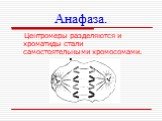Анафаза. Центромеры разделяются и хроматиды стали самостоятельными хромосомами.