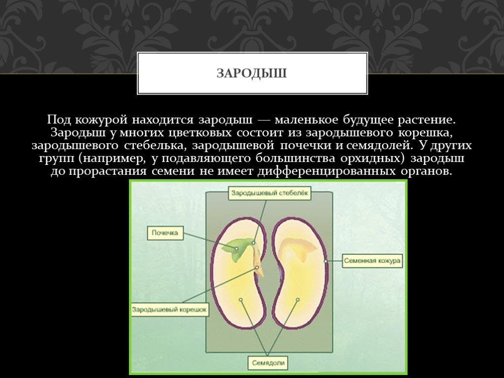 Почечка состоит. Зародышевая почечка на семядоли. Кожура, семядоли, зародыш корешок почечка. Зародышевый корешок. Зародыш растения состоит из.