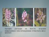 Орхидеи, растущие на болоте: кокушник комарниковый, пальчатокоренники пятнистый и мясо-красный.