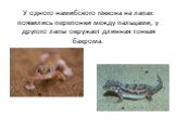 У одного намибского геккона на лапах появились перепонки между пальцами, у другого лапы окружает длинная тонкая бахрома.