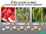 Какая ягода растет в лесах Карелии? Арбуз Виноград 10 +6,3 +4,2 -5,6 +2,9 10,7 16,3 6,5 5,1 9 Выясни: Брусника