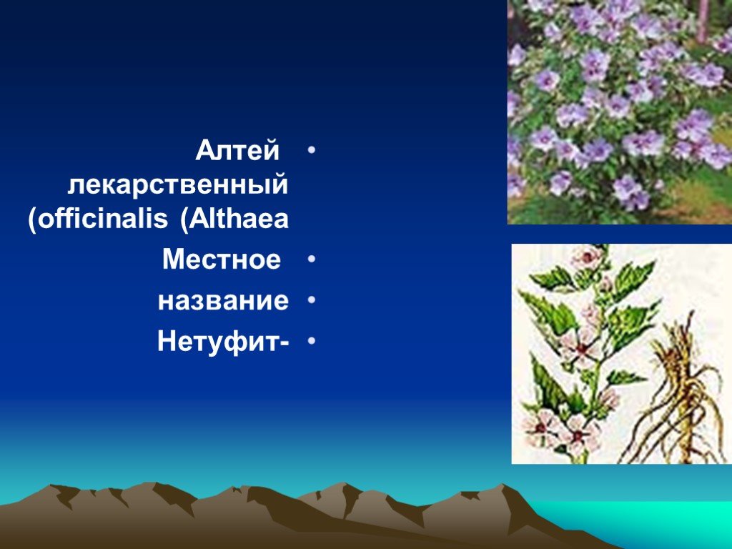 Название местного. Животный и растительный мир Израиля презентация. Классификация растения Алтея. Доклад на тему 