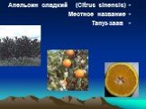 Апельсин сладкий (Citrus sinensis) название Местное заав -Тапуз