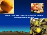 Лимон Citrus limon Burm // Citrus limonia Osbeck Местное название-Лимон