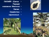 ПАПАЙЯ (Carica Papaya) Местное название -Папая Семейство кариковых