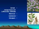 Алтей лекарственный (Althaea officinalis) Местное название -Нетуфит