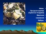 Айва Продолговатая (Cydonia Vulgaris) Местное название -Хабуш
