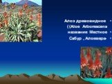 Алоэ древовидное (Aloe Arborescens) Местное название -Алоевера, Сабур