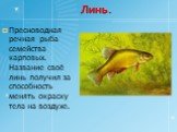 Линь. Пресноводная речная рыба семейства карповых. Название своё линь получил за способность менять окраску тела на воздухе.