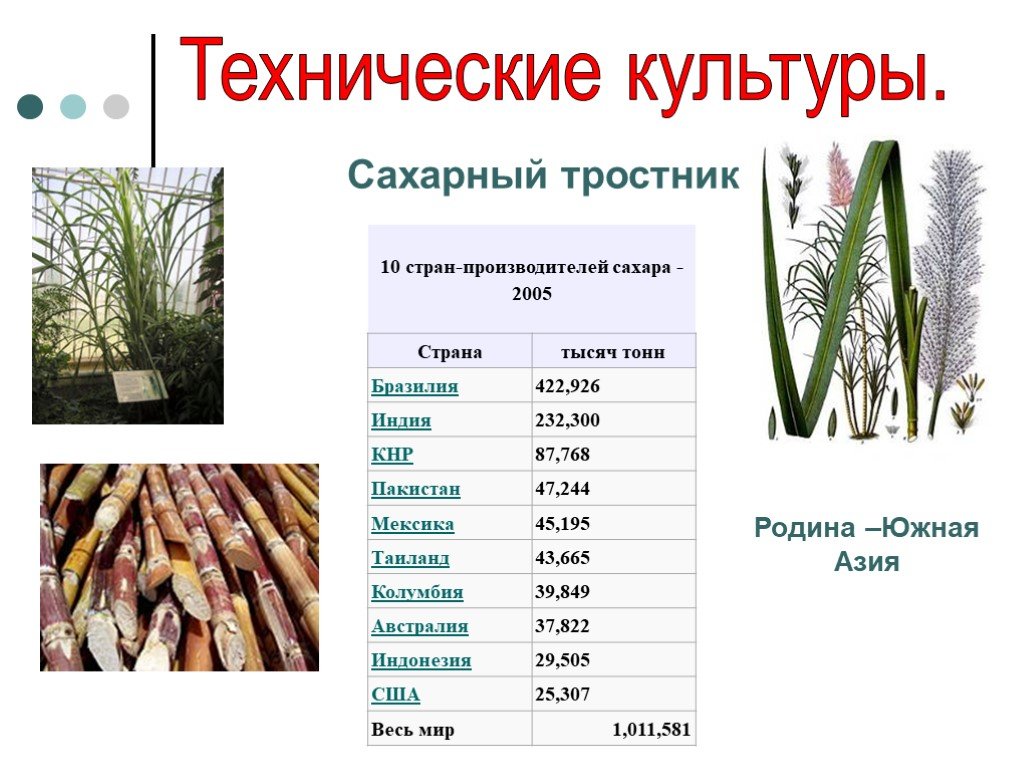 Сахарный тростник районы выращивания. Систематика сахарного тростника. Сахарный тростник в Южной Азии. Сахарный тростник растение. Родина сахарного тростника.