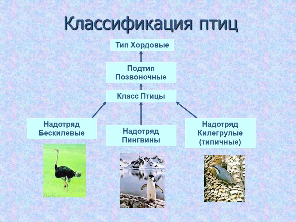 Что общего в организации птиц