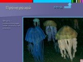 Медузы – свободноживущие кишечнополостные хищники.