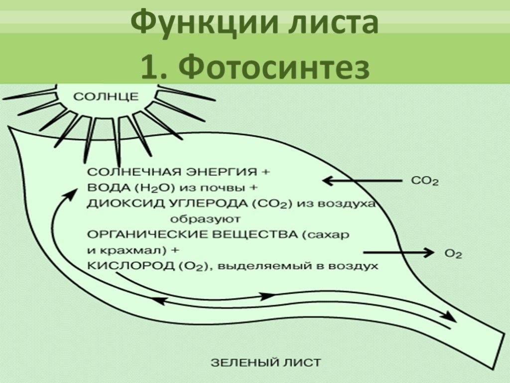Функции листа 5. Схема процесса фотосинтеза. Функции листа. Значение листа. Функции листа фотосинтез.