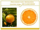 Апельсин как витамин знают все - НЕЗАМЕНИМ