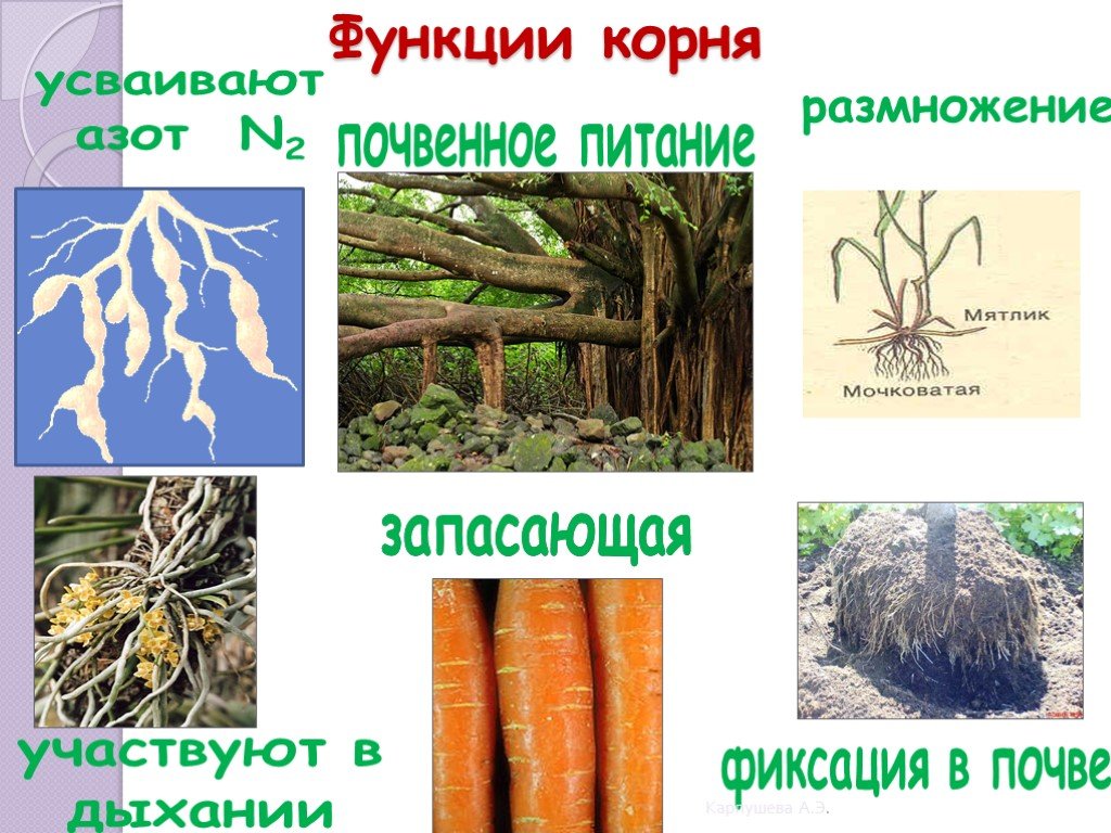 Функция органа корень. Функции корня. Функции корневища. Функции корня растений. Функция размножения корня.