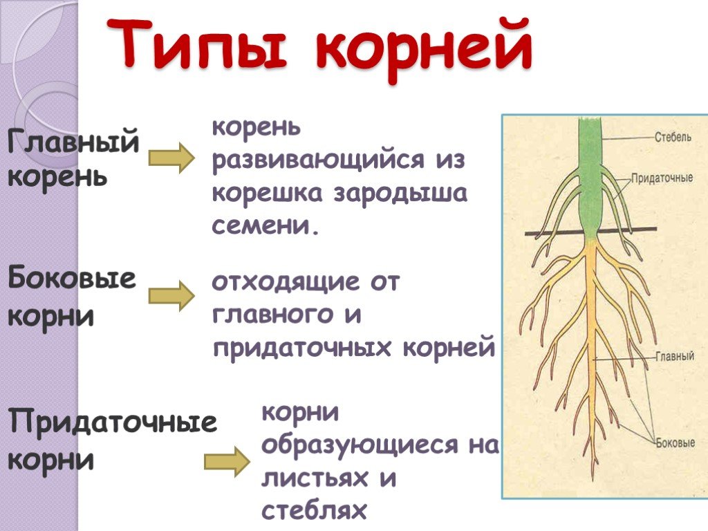 Корневище развивается из. Придаточные корни это в биологии 6 класс. Главный корень боковой корень придаточный корень. Боковые и придаточные Корн. Придаточные корни и боковые корни.