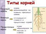 Типы корней. корень развивающийся из корешка зародыша семени. Главный корень Боковые корни. отходящие от главного и придаточных корней. Придаточные корни. корни образующиеся на листьях и стеблях