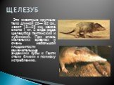 Эти животные крупные: тело длиной 28— 32 см, хвост 18—25 см, масса около 1 кг. 2 вида рода щелезубов гаитянский и кубинский. При очень маленьких ареалах и очень небольшой плодовитости замечательные эндемики Кубы и Гаити стали близки к полному истреблению. ЩЕЛЕЗУБ