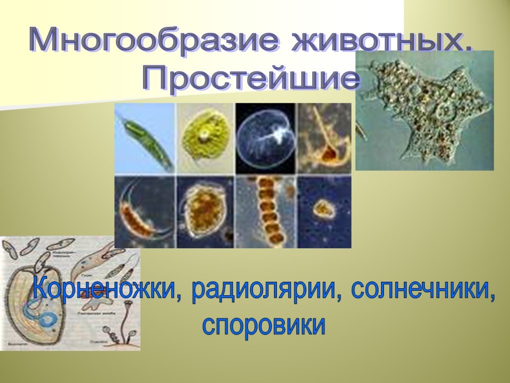 Многообразие животных 5 класс. Корненожки радиолярии солнечники. Корненожки радиолярии солнечники Споровики. Корненожки радиолярии солнечники Споровики таблица. Простейшие корненожки радиолярии солнечники Споровики.