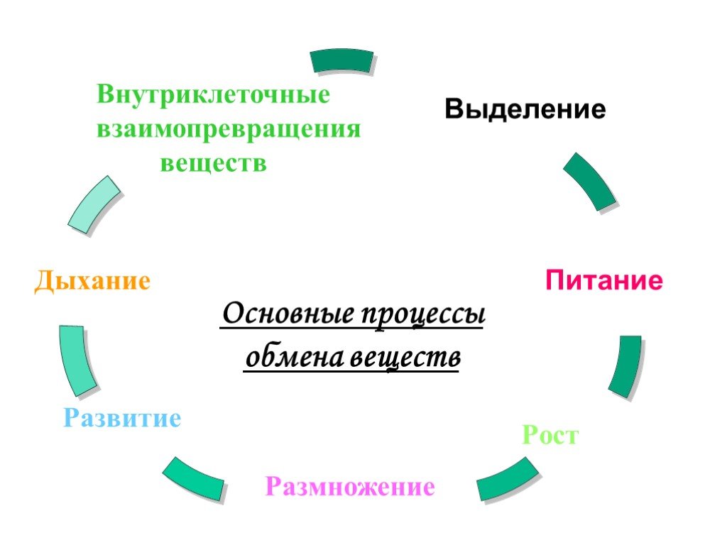 Проект на тему обмен веществ по биологии