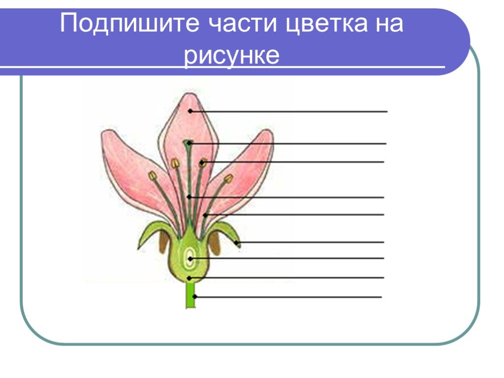 Сделайте подписи к рисунку строение цветка